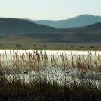 A Bruised Reed Will Not Break