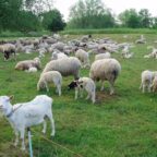 In A World of Goats, Be A Sheep